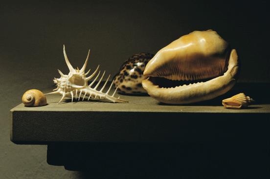 Mauro Davoli - Nature vive